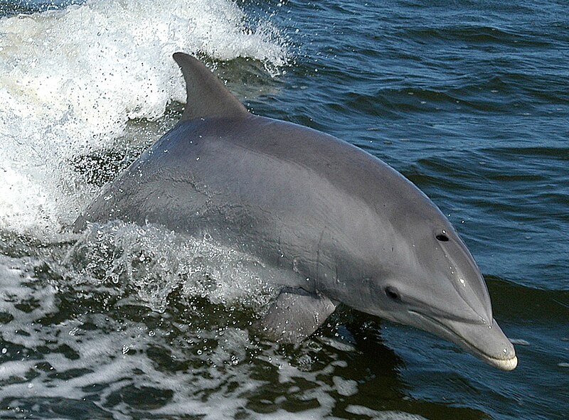 File:Tursiops truncatus 01-cropped.jpg