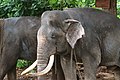 Слепой слон по кличке Раджа - один из самых знаменитых жителей приюта