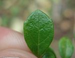 Twinflower (Linnaea borealis) leaf.jpg