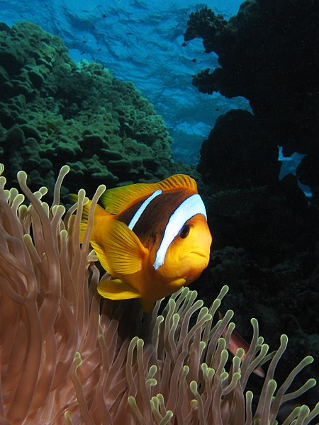 Twoband anemonefish in the Red Sea 2.JPG