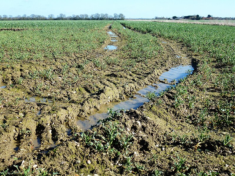 File:Tyre ruts in a field of rape in Norfolk - geograph.org.uk - 5308194.jpg