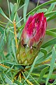 , Royal Tasmanian Botanical Gardens, Tasmania, Australia Camera data * Camera Canon EOS 400D * Lens Tamron EF 180mm f3.5 1:1 Macro * Focal length 180 mm * Aperture f/8 * Exposure time 1/15 s * Sensivity ISO 100}}