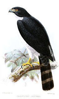 Grey-bellied hawk Species of bird