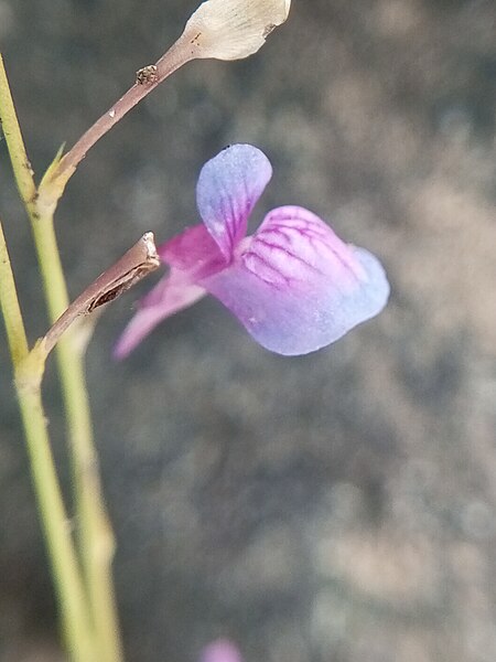 File:Utricularia sp.jpg