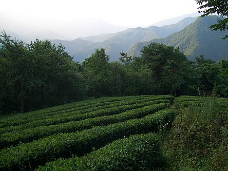 Tea plantations on the western slopes of the Muyu Valley
