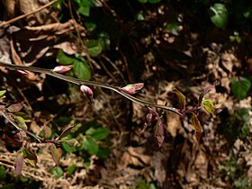 Vaccinium parvifolium