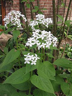 <i>Lunaria rediviva</i> Species of flowering plant