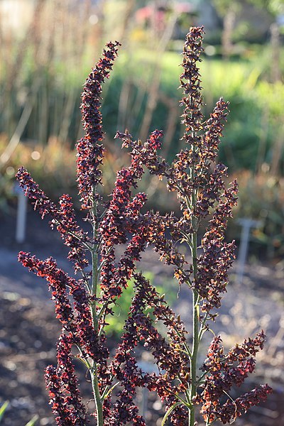 File:Veratrum nigrum JRVdH 09.jpg