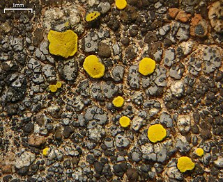 <i>Verrucaria bernaicensis</i> Species of lichen