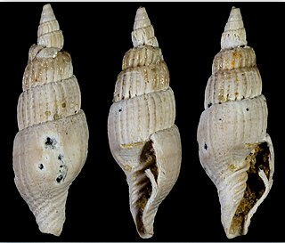 <i>Vexillum aizyense</i> Species of gastropod