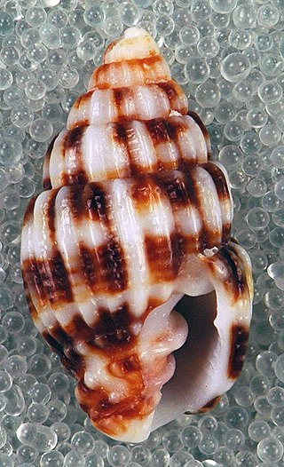 <i>Vexillum dermestinum</i> Species of gastropod