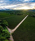 Miniatura para Vino de Bolivia