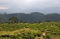 View from the train from Kandy to Nuwara Eliya - panoramio (6).jpg