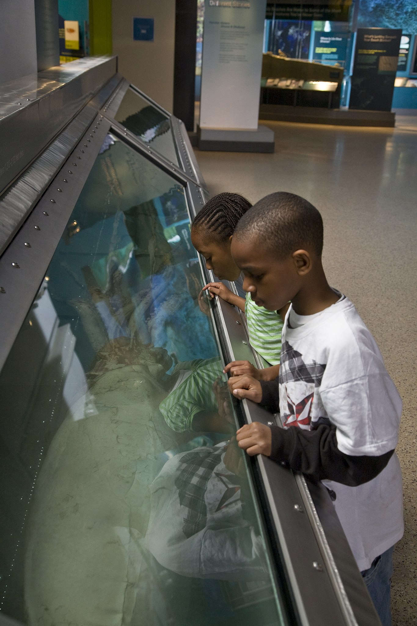 File:Viewing the female squid in the Sant Ocean Hall at the Smithsonian National Museum of Natural History. (4560507527).jpg - Wikimedia Commons
