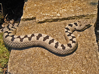 <i>Vipera transcaucasiana</i> Species of snake