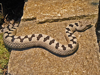 <i>Vipera transcaucasiana</i> species of reptile