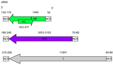 Crimean-Congo hemorrhagic fever virus (CCHFV) genome Viruses-08-00106-g002.png