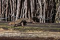 * Nomination Wall lizard (Podarcis) in the Salburua wetlands. According to www.biodiversidadvirtual.org there are two especies (Podarcis muralis and Podarcis hispanica) in the wetlands. Vitoria-Gasteiz, Basque Country, Spain --Basotxerri 09:06, 8 April 2018 (UTC) * Promotion Nice image quality for me. But photo a bit on the dark side.--Famberhorst 15:19, 8 April 2018 (UTC)  Done Thanks for the review! --Basotxerri 15:11, 9 April 2018 (UTC)