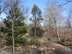 Botanischer Garten Reykjavík