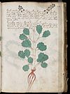 Voynich Manuscript (51).jpg