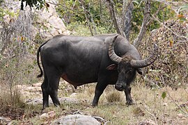 Water buffalo at Rinca