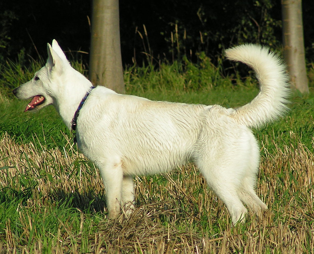 Weisser Schäferhund Zucht Schweiz