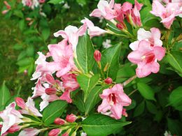 Gražiažiedė veigelė (Weigela florida)