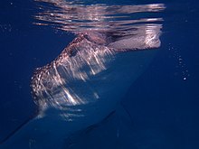 The whale shark in Oslob Whale shark in Oslob.jpg