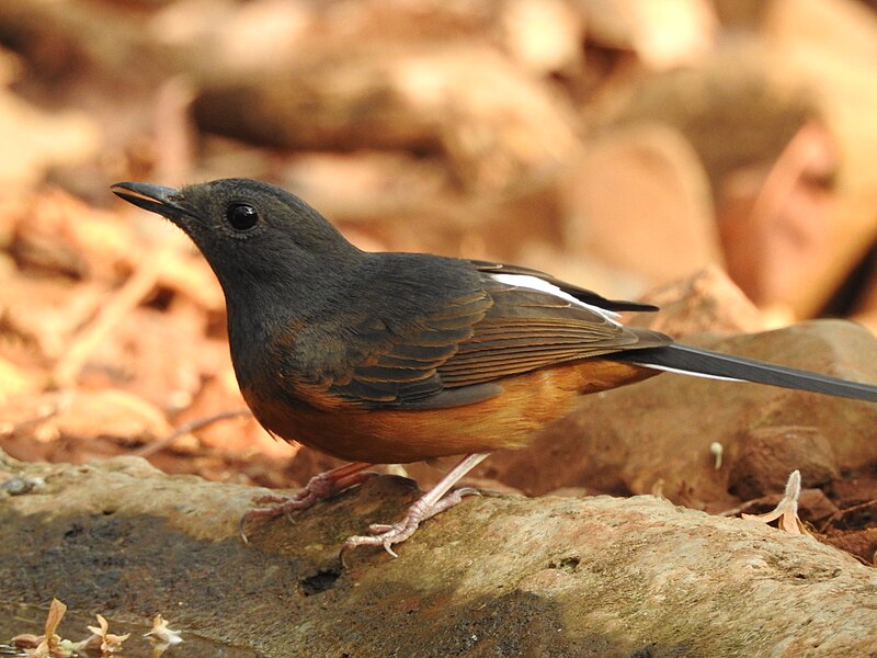 File:White-rumped Shama Copsychus malabaricus female by Raju Kasambe DSCN1288 (5) 04.jpg