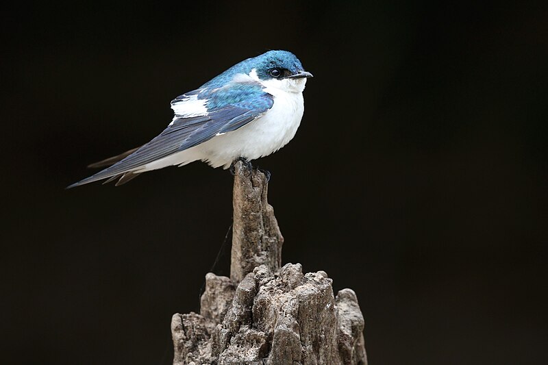 File:White-winged swallow (Tachycineta albiventer).JPG