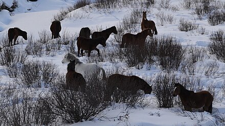 A small herd of "Wildies" in the foothills of Alberta in winter.