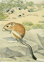 Thumbnail for Banner-tailed kangaroo rat