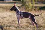 Vorschaubild für American Hairless Terrier