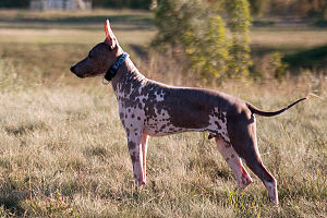 American Hairless Terrier