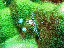 Xanthidae - Lybia tessellata.jpg