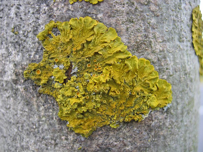 File:Xanthoria parietina.jpg