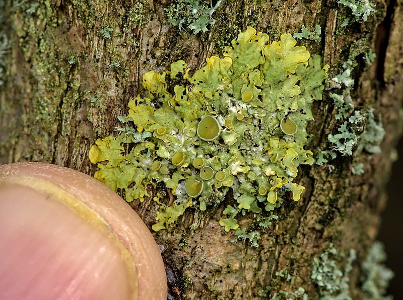 File:Xanthoria parietina 108892624.jpg