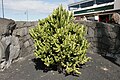 Euphorbia lactea