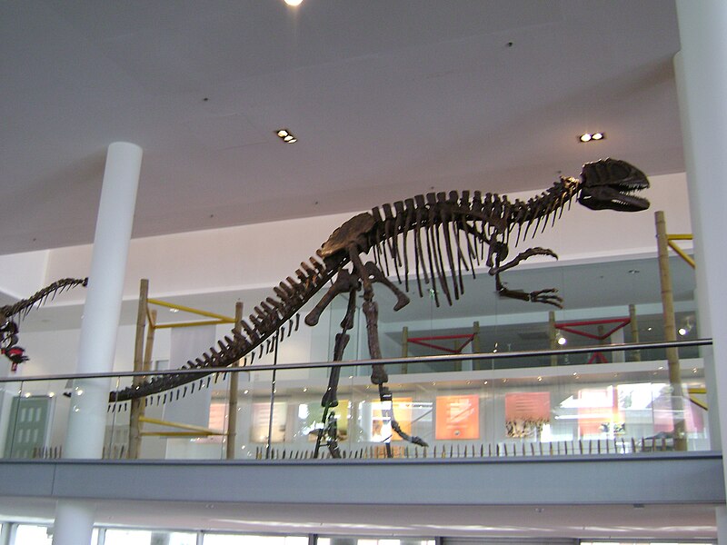 ファイル:Yangchuanosaurus2008.JPG
