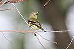 Thumbnail for Yellow-bellied flycatcher
