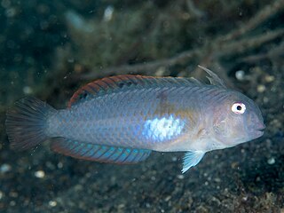 <i>Iniistius melanopus</i> Species of fish