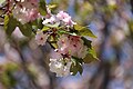P233 予野の八重桜 Yononoyaezakura 花の写真