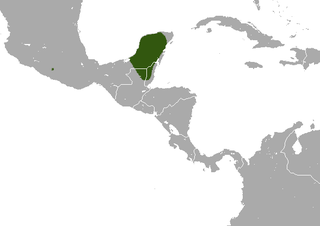 Yucatan small-eared shrew Species of mammal