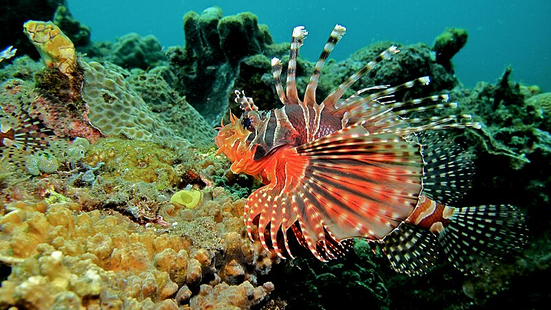 File:Zebra Turkeyfish (Dendrochirus zebra) (8456378887).jpg