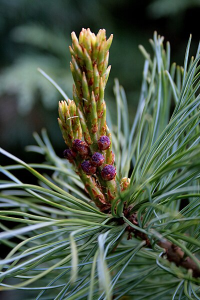 File:Zwergkiefer (Pinus pumila) 'Glauca' 5876.jpg