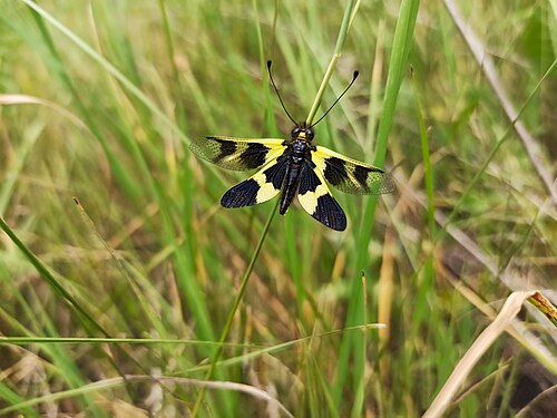 Libelloides macaronius, Ugom Chatkal State National Natural Park author - 26D