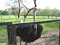 Африканський страус Асканія 2008.jpg