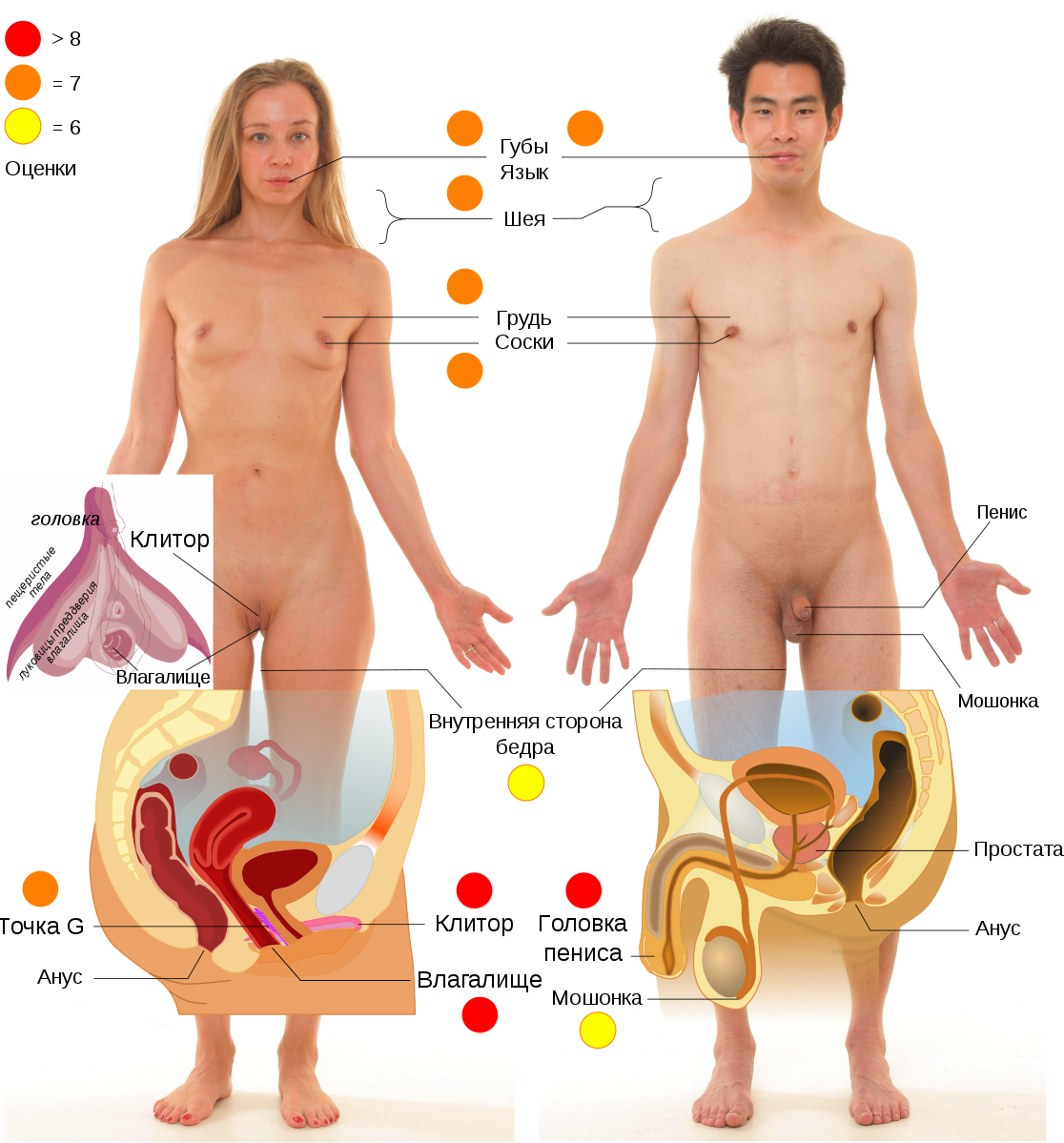 голые женские и мужские органы фото 44