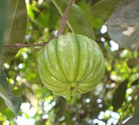 Gambooge (Garcinia cambogia; Clusiaceae)