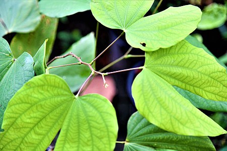 Bauhinia sirindhorniae สิรินธรวัลลีพรรณไม้ในวงศ์ Fabaceae.